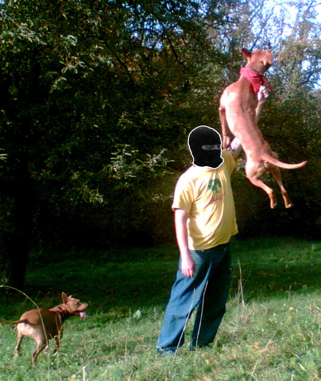 ZIBBI: MI_PERROS